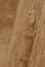 Mysz XT Set - obrazek 2