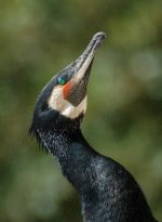 TrueValue Aparat XS Gen2 - obrazek 2