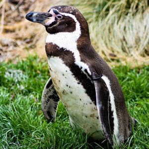 TrueValue Elite Pasek Gen2