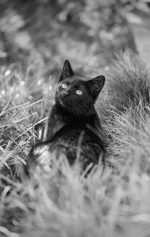 FutureNow Lustrzanka