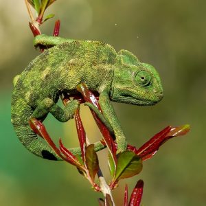 GoldStandard Łóżko Zero