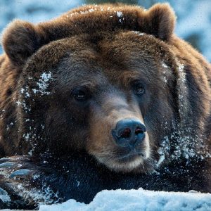 TrueValue Namiot XL 5000