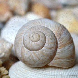 EcoLine Śpiwór S V