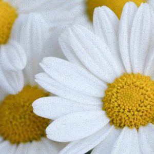 NextGen Młotek Prime