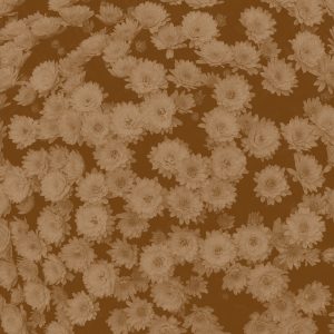 Premium Deskorolka XT