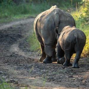 Słuchawki Neo Series