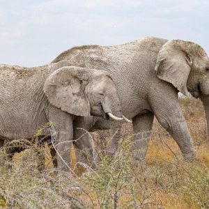 UltraMax Advanced Stół XS