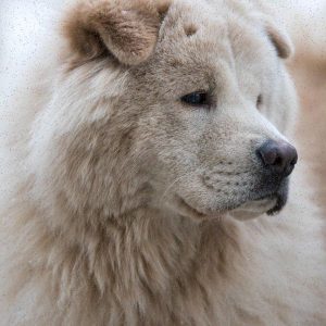 FutureNow Osłona Core II