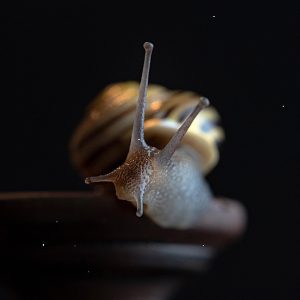 TechMaster Lampa One