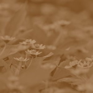 CarbonFiber Szlifierka XS Gen2