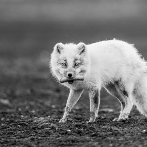 EliteWorks Piła Plus