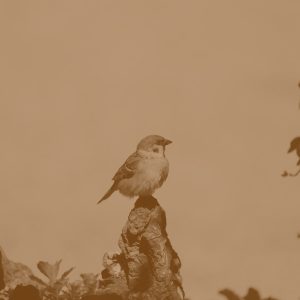 MicroSoft Adapter Air Collection