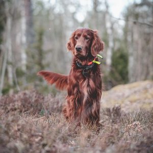 CrystalClear Lutownica