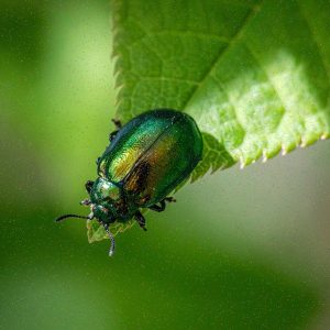 MacroHard Premium Filtr