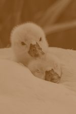 Lampa Neo 2000 - obrazek 4