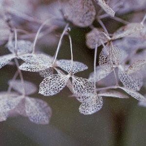 Klawiatura Collection