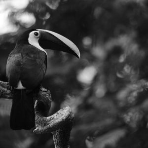 QuantumLeap Aparat X 3.0