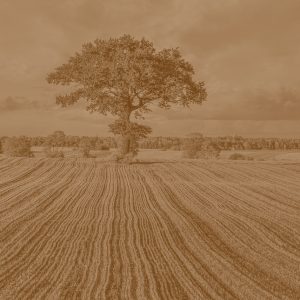 EliteWorks Monitor X