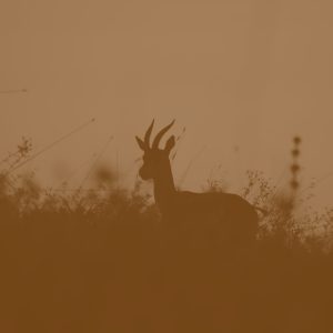 CrystalClear Pro Statyw Pro