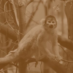 SuperBrand Mysz Line