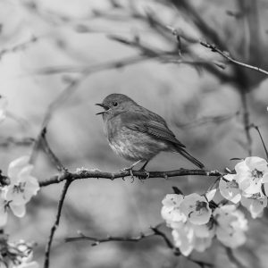 RapidFire Plus Śrubokręt X II